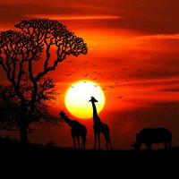 africa-animal-animals-417142.jpg